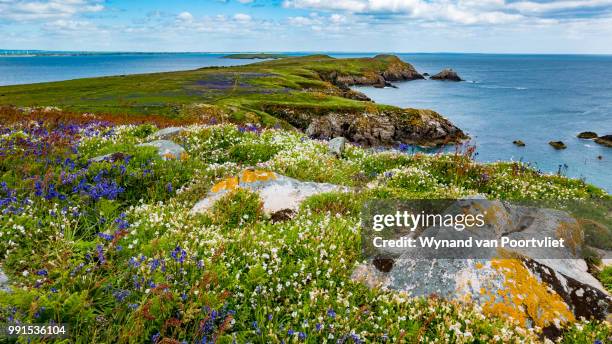 the great saltee - wynand van poortvliet stock pictures, royalty-free photos & images