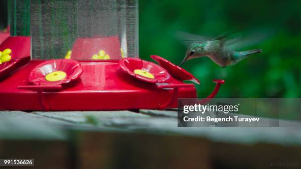 humming bird. - humming stock pictures, royalty-free photos & images