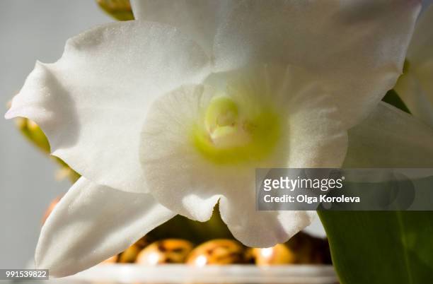 flower dendrobium nobile - nobile stock pictures, royalty-free photos & images