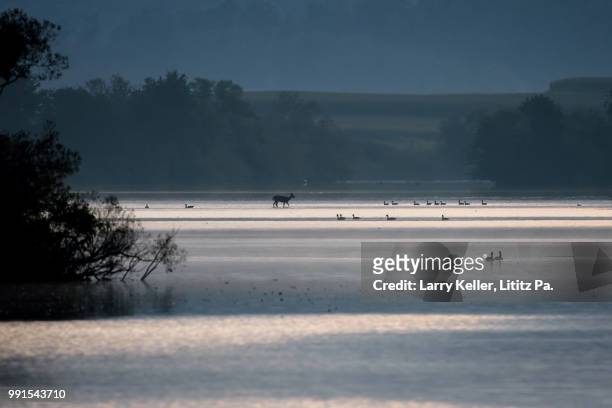 whitetail deer crossing a lake before sunrise - deer crossing stock pictures, royalty-free photos & images