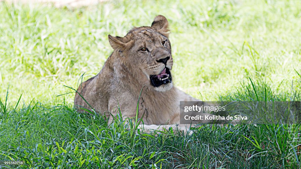 African Lion