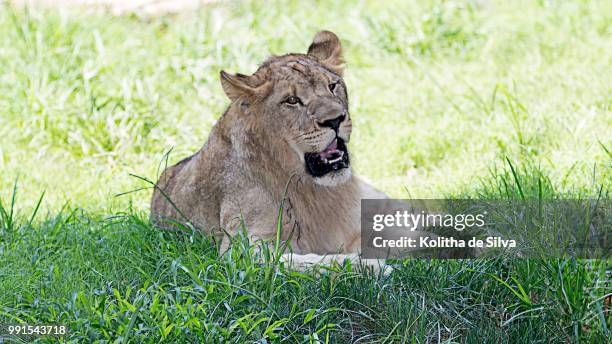 african lion - animal de safari 個照片及圖片檔