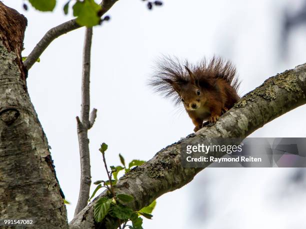 the squirrel - reifen stock pictures, royalty-free photos & images