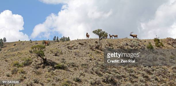 a small group of elk standing on a hilltop against cloudy sky  - wapiti (cervus canadensis) - small juniper stock pictures, royalty-free photos & images