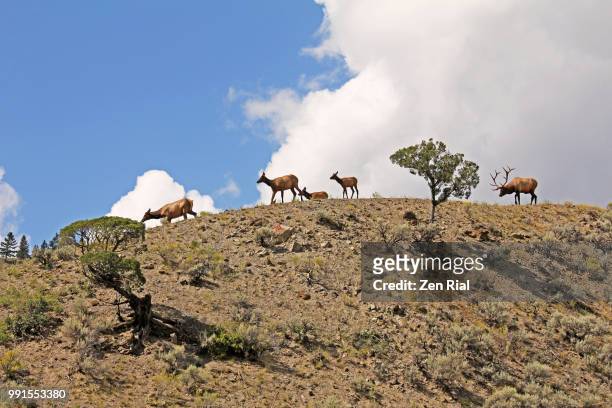 a small group of elk on a hilltop against cloudy sky  - wapiti (cervus canadensis) - small juniper stock pictures, royalty-free photos & images