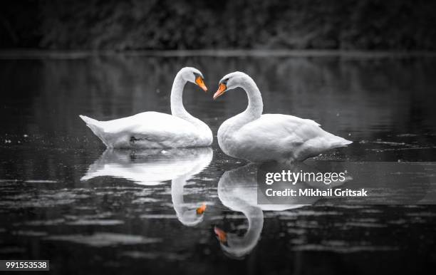 swan heart - whooper swan stock-fotos und bilder