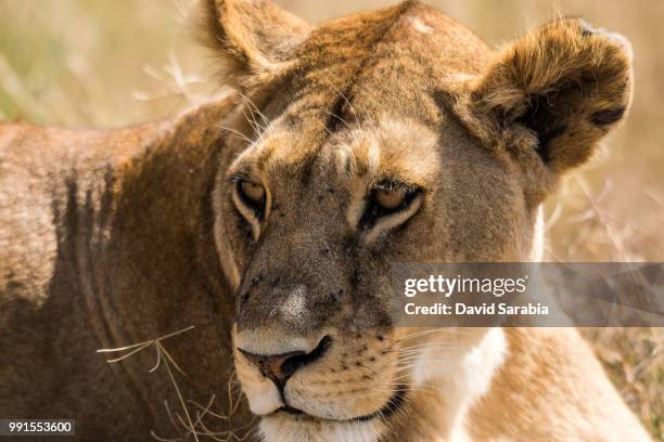 lion of serenguetti - sarabia stock-fotos und bilder