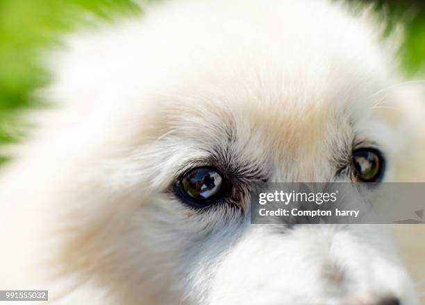 738 Compton White Stock Photos, HighRes Pictures, and Images Getty