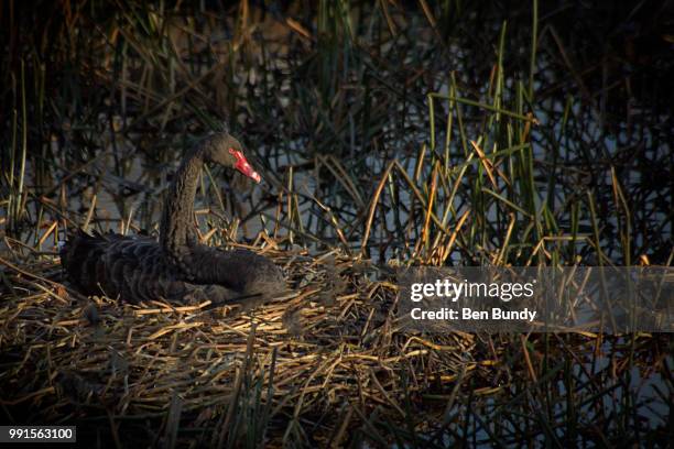 a spot of sunlight - bundy stock pictures, royalty-free photos & images