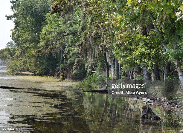 lake seminole - seminole stock pictures, royalty-free photos & images