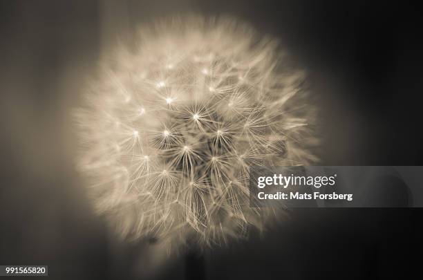 dandelion - forsberg stock pictures, royalty-free photos & images