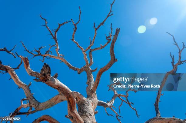 569 Roth Tree Stock Photos, High-Res Pictures, and Images - Getty Images