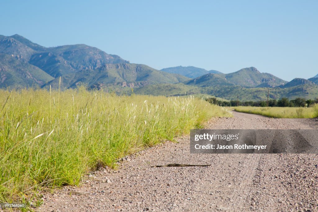 Mojave Rattlesnake (crotalus scutulatus), Chiricahua Mountains