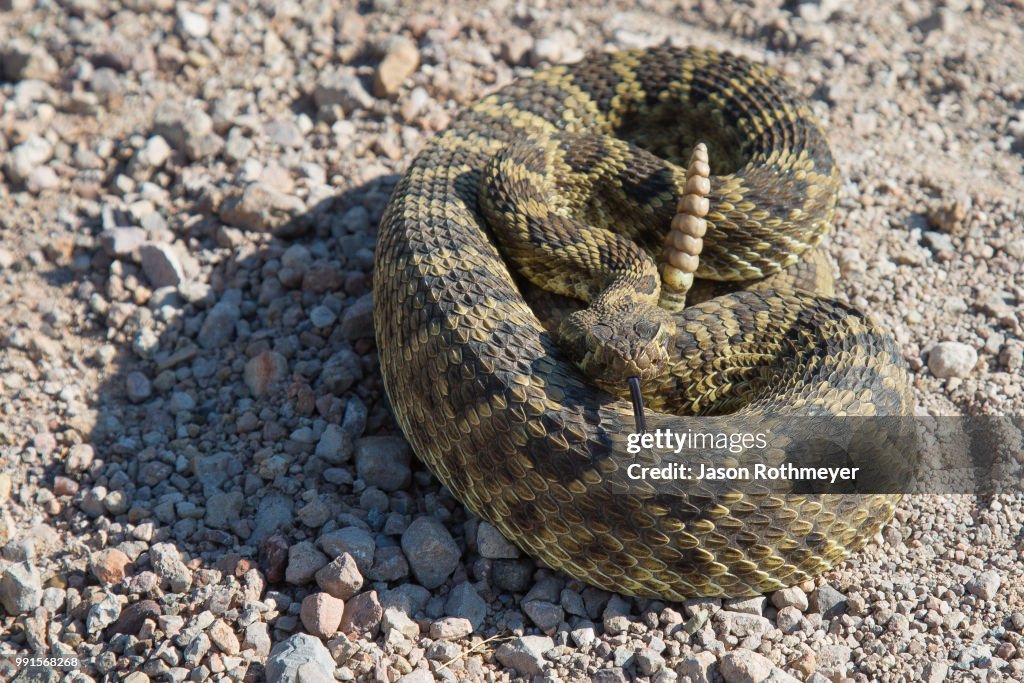 Mojave Rattlesnake (crotalus scutulatus), Chiricahua Mountains