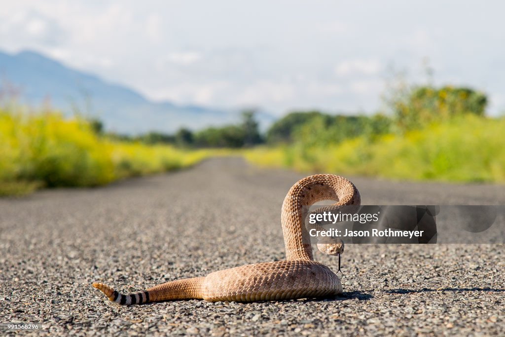 Western Diamondback Rattlesnake (crotalus atrox), New Mexico