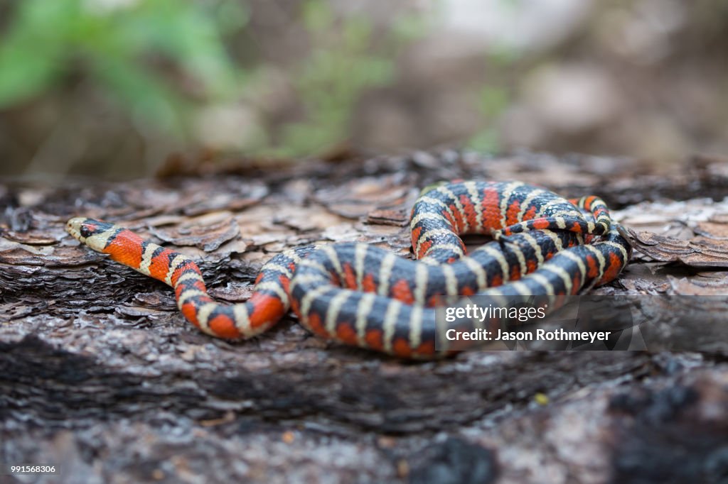 Sonoran Mountain Kingsnake (Lampropeltis pyromelana pyromelana)