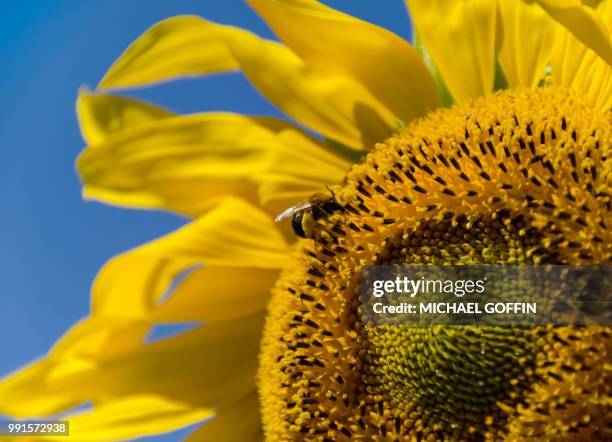 sunflower and bee - goffin stock-fotos und bilder