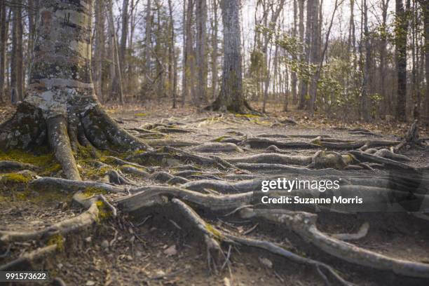 root system - root system stock pictures, royalty-free photos & images