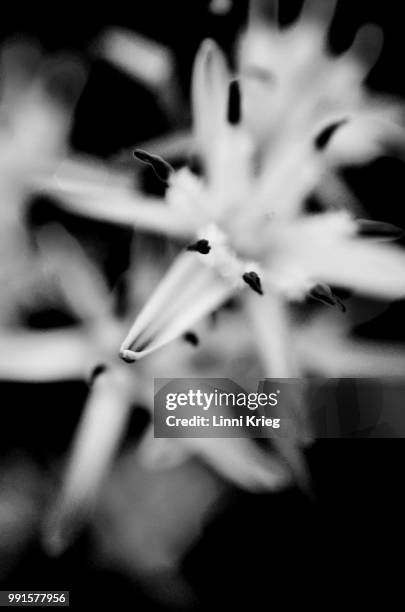 bug flower - krieg stock pictures, royalty-free photos & images