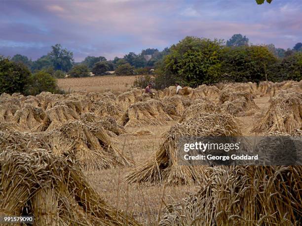 Stook Definition Stooks Photos and Premium High Res Pictures - Getty Images