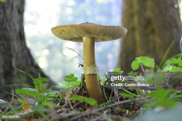 262 Lucky Mushroom Stock Photos and High-Res Images - Getty Images