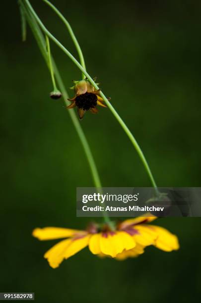 Timide Insect 78 Timide Stock Photos, High-Res Pictures, and Images - Getty Images