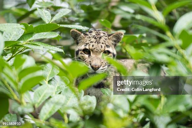 clouded leopard - clouded leopard stock-fotos und bilder