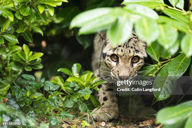 clouded leopard - clouded leopard stock pictures, royalty-free photos & images