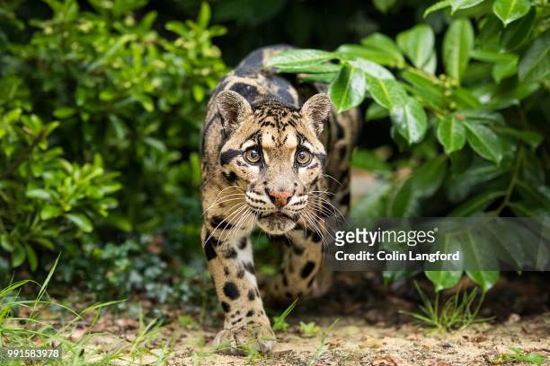 clouded leopard - clouded leopard stock pictures, royalty-free photos & images