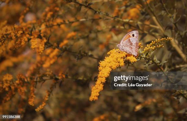 un beau papillon - beau stock pictures, royalty-free photos & images