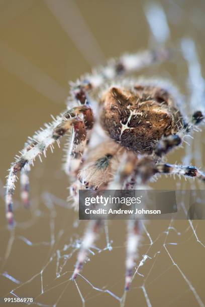 cat faced spider - andrew eldritch stock-fotos und bilder