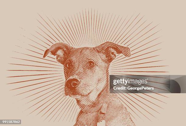 terrier mixed breed dog hoping to be adopted - ear pressure pose stock illustrations
