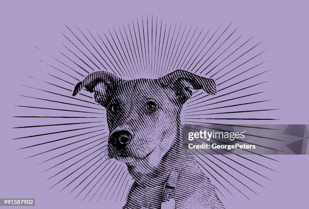 ilustrações de stock, clip art, desenhos animados e ícones de terrier mixed breed dog hoping to be adopted - mixed breed dog