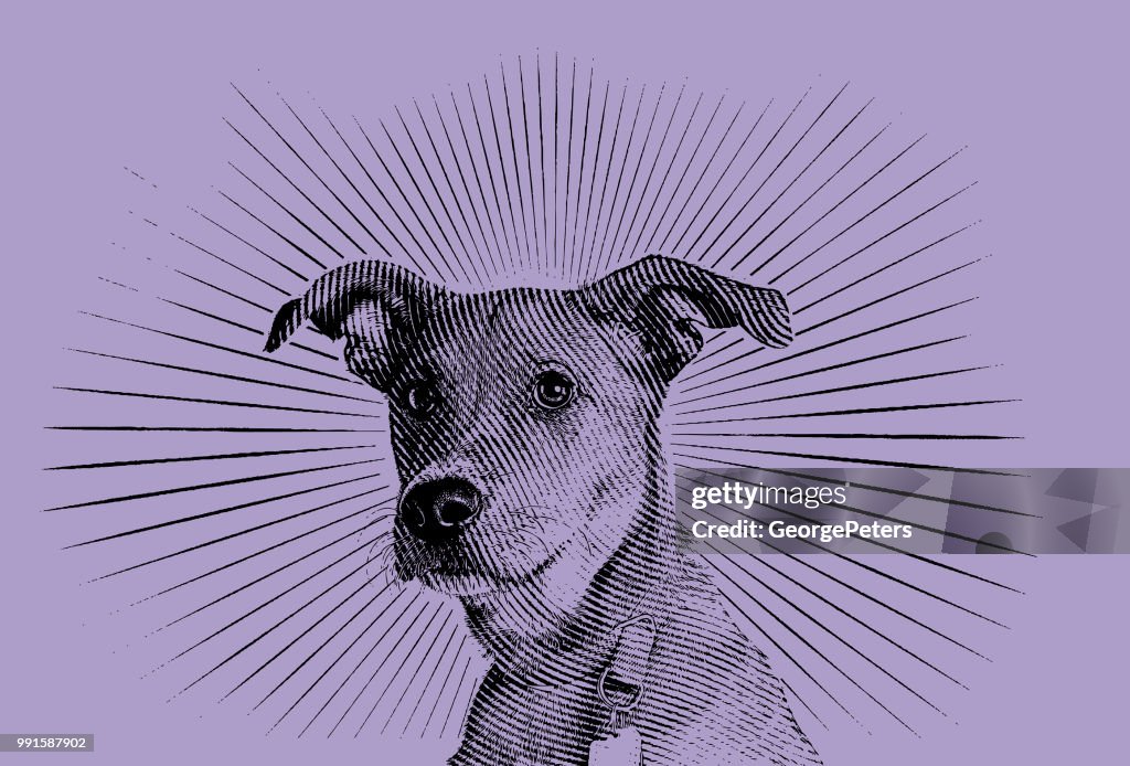 Terrier mixed breed dog hoping to be adopted