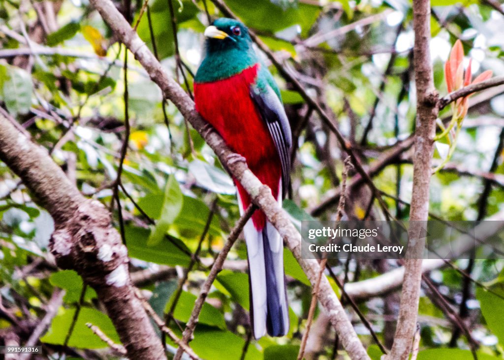 Narina Trogon