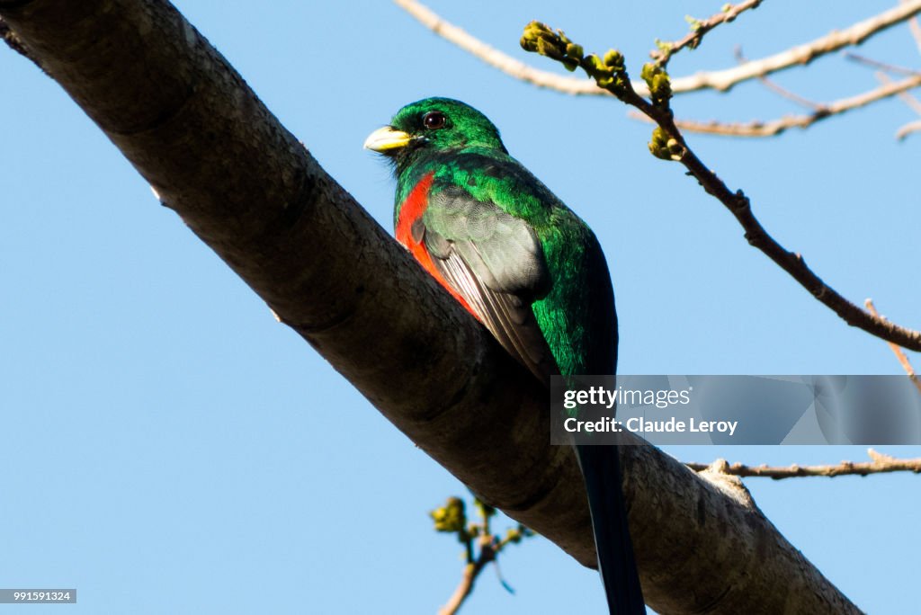 Narina Trogon