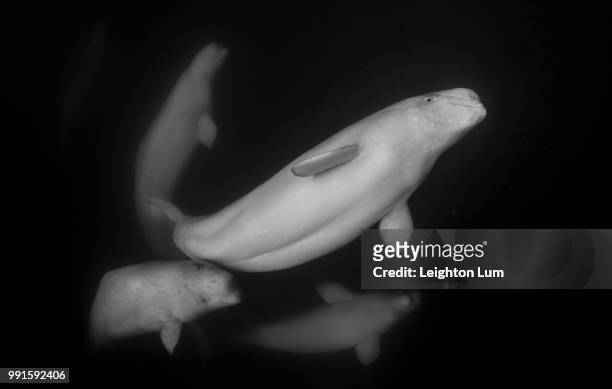 belugas in hudson bay blk and white resize - hudson bay stock-fotos und bilder
