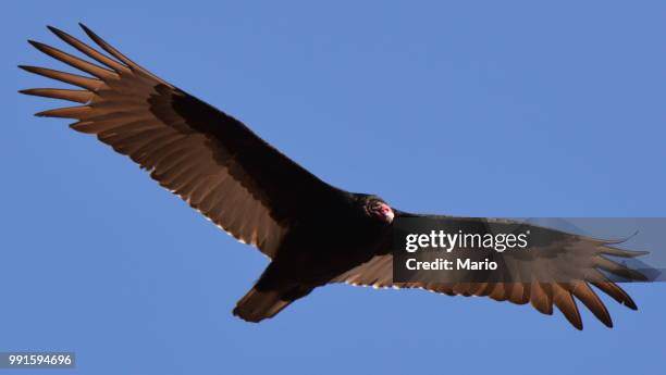 meadow lake,canada - turkey vulture stock pictures, royalty-free photos & images
