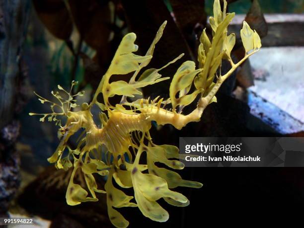 seadragon - leafy seadragons stock-fotos und bilder