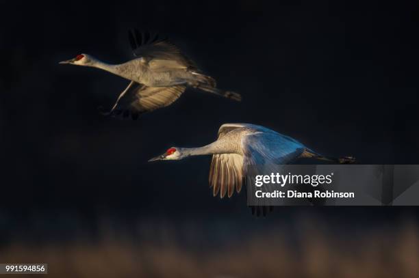 sandhill cranes in flight near kearney, nebraska - kearney-nebraska photos et images de collection