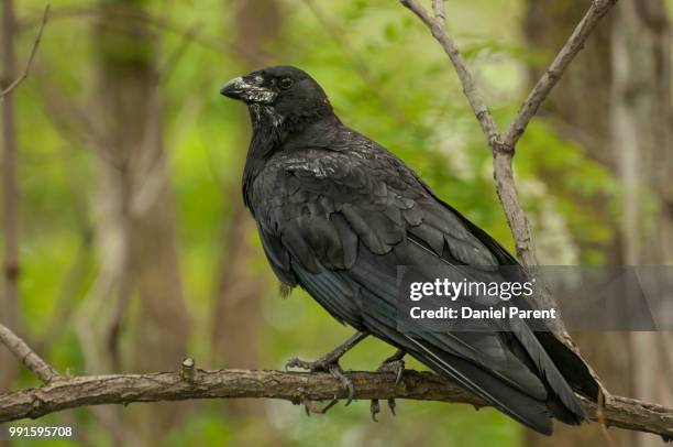 black bird... - black bird stock pictures, royalty-free photos & images