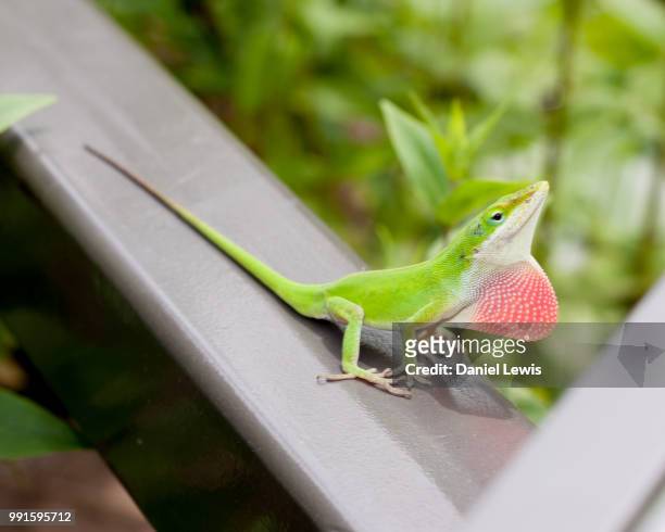showy - anole lizard stock pictures, royalty-free photos & images