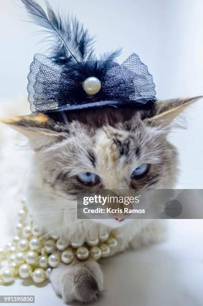 white cat sleeping with pearls necklace and black chaplet, white cat with queen crown in undefined background, ear and muzzle (very old cats). because they are blends, srd cats can have different colors and skin types, sizes, shapes and appearance. july 2 - kcris ramos imagens e fotografias de stock