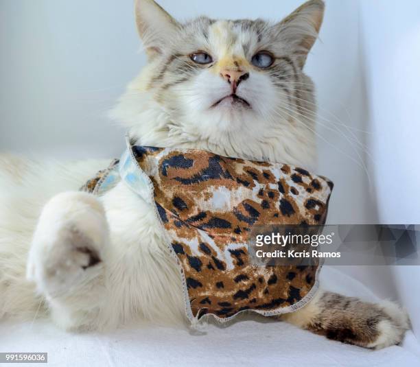 white cat with an ounce of milk on the neck, white cat with queen crown in undefined background, ear and muzzle (very old cats). because they are blends, srd cats can have different colors and skin types, sizes, shapes and appearance. july 2, 2018 in braz - undefined imagens e fotografias de stock