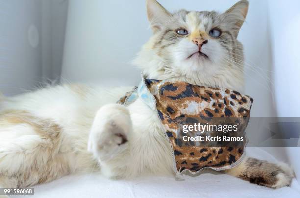 white cat with an ounce of milk on the neck, white cat with queen crown in undefined background, ear and muzzle (very old cats). because they are blends, srd cats can have different colors and skin types, sizes, shapes and appearance. july 2, 2018 in braz - kcris ramos imagens e fotografias de stock