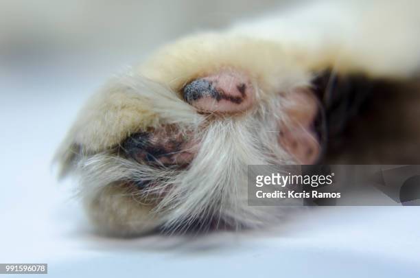 cat paws, white cat with queen crown in undefined background, ear and muzzle (very old cats). because they are blends, srd cats can have different colors and skin types, sizes, shapes and appearance. july 2, 2018 in brazil. because they are blends, srd ca - gata 個照片及圖片檔