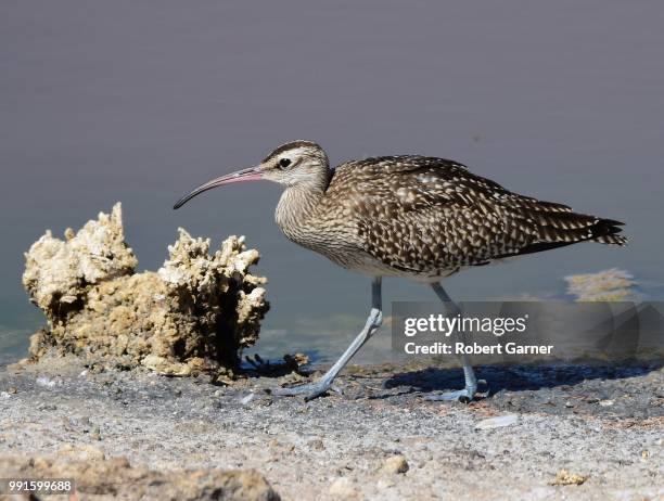 whimbrel - garner stock-fotos und bilder