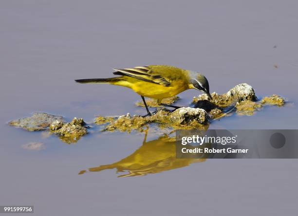 yellow wagtail - garner stock-fotos und bilder