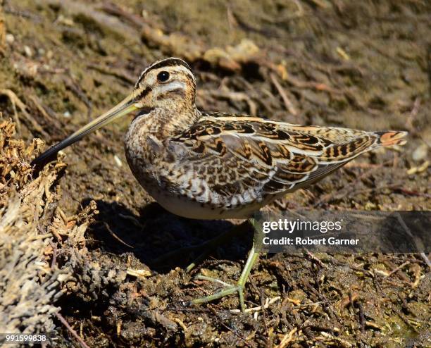 snipe - garner stockfoto's en -beelden