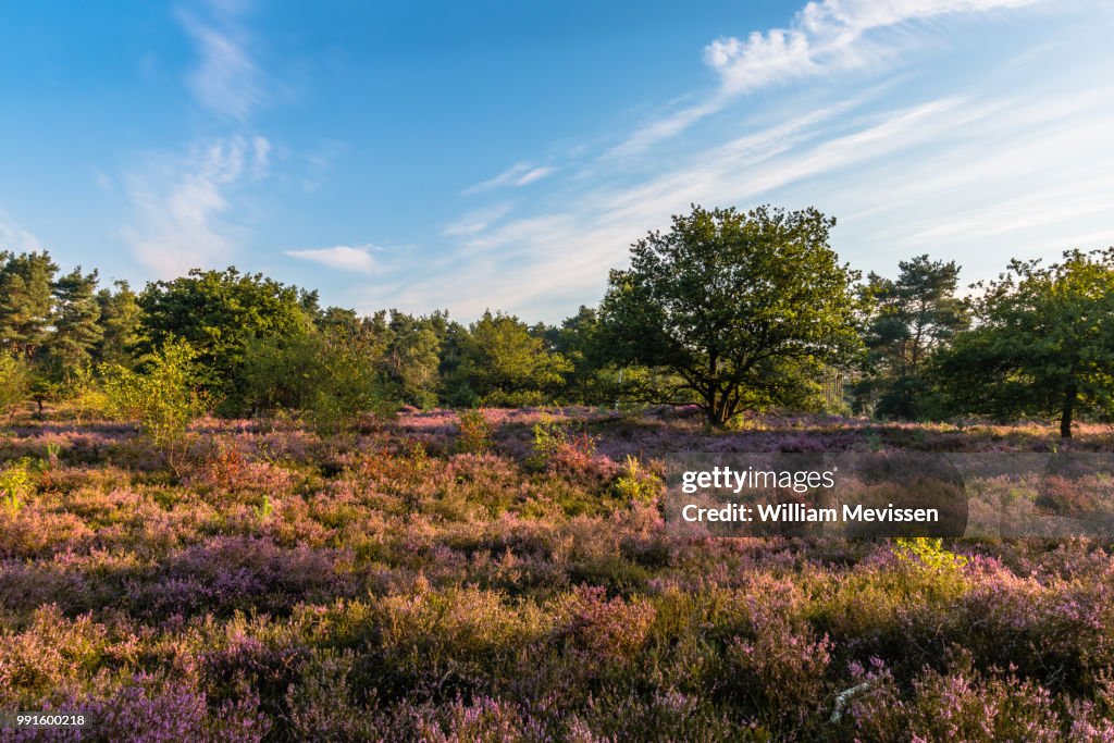 Blooming Heather Sunrise